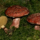 Boletin je izvanredan: kako izgleda i gdje raste, može li se jesti